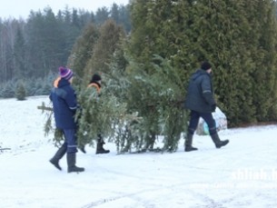 Сморгонский опытный лесхоз приступил к заготовке деревьев к рождественско-новогодним праздникам