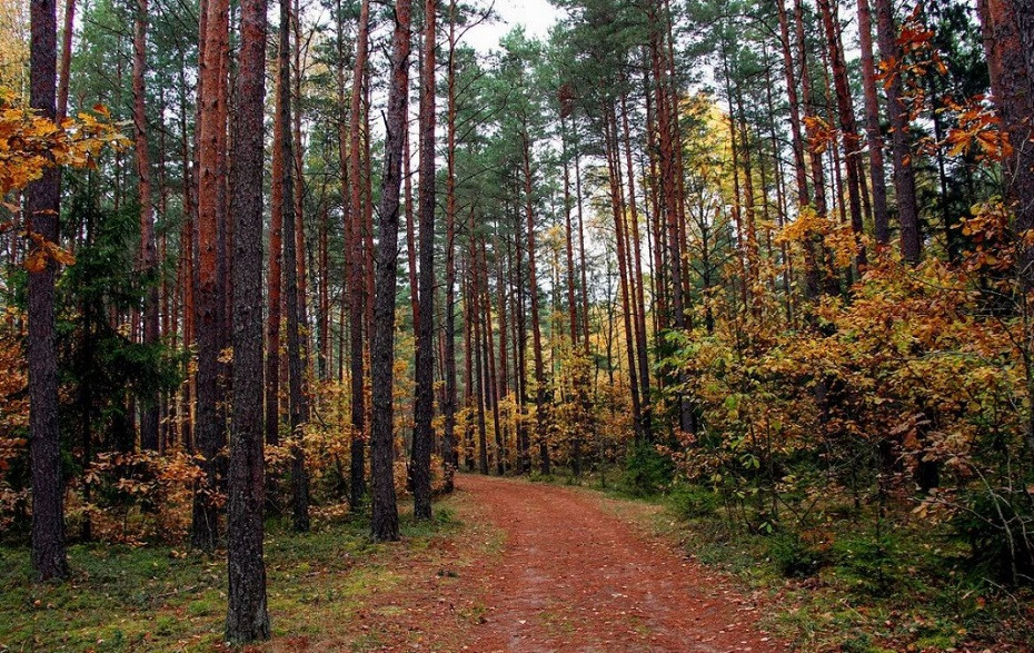 О наведении и поддержании порядка в лесах Гродненской области