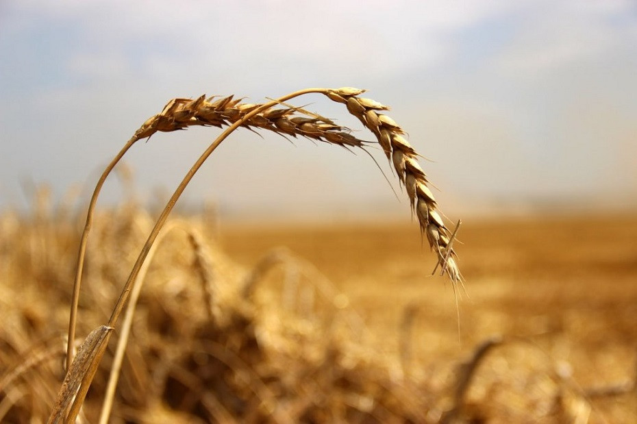 В Гродненской области намолотили 400 тыс. тонн зерна