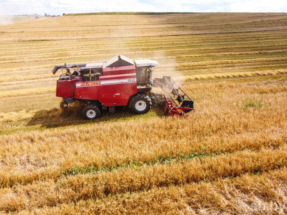 В Беларуси намолочено 6,6 млн тонн зерновых колосовых, зернобобовых и рапса