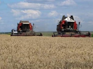 В Беларуси осталось убрать 12,1% площадей зерновых