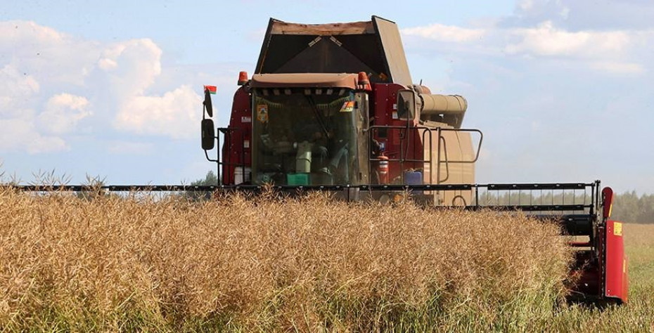 Белорусские аграрии убрали рапс на 85% площадей
