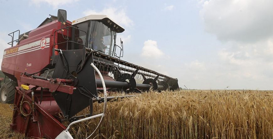 В Беларуси убрали почти 60% площадей зерновых и зернобобовых