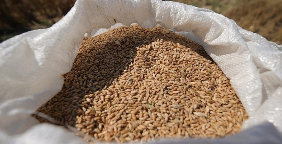 В Беларуси намолотили почти 5,4 млн тонн зерна с учетом рапса