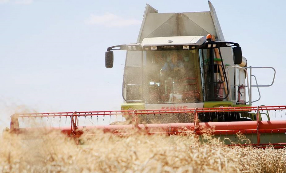 В Беларуси убрали более 97% зерновых