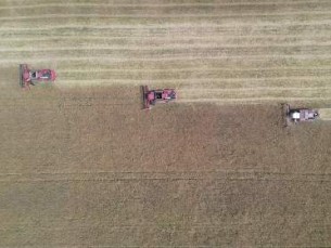 Белорусские аграрии намолотили 2 млн т зерна